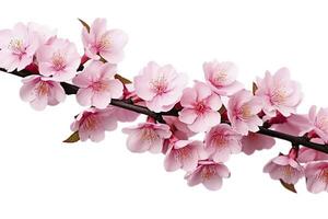 AI generated Sakura flowers isolated on white background. AI Generated photo