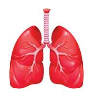 humano pulmones. anatomía de respiratorio Organo sistema. vector ilustración aislado en blanco antecedentes
