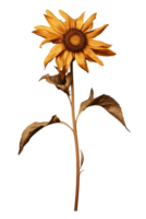 AI generated Sunflower Plant Isolated On Transparent Background png