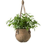 AI generated Lush Green Plant in Rustic Rope Hanging Basket png