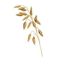 Vector cereal plants, oat spikelets, barley ears, wheat or rye with grains isolated