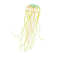 Vector jellyfish cartoon isolated on white background