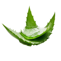 AI generated Aloe Vera Leaf with Water Droplets on Transparent Background png