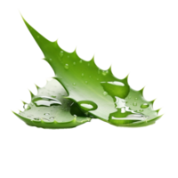 ai generiert Aloe vera Blatt mit Wasser Tröpfchen auf transparent Hintergrund png