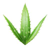 AI generated Aloe Vera Leaf with Water Droplets on Transparent Background png