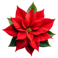 AI generated Poinsettia Flower Isolated on Transparent Background png
