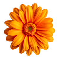 AI generated Orange Flower Isolated on Transparent Background png