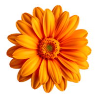 ai genererad orange blomma isolerat på transparent bakgrund png