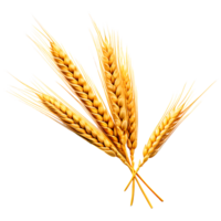 AI generated Ear of Wheat Spikelet Isolated on Transparent Background png