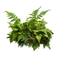 ai generado vascular planta blechnum gibbum asplenium png