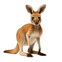 AI generated Red kangaroo Miniature Pinscher Belgian png