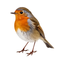 AI generated European robin France Bird Garden Crest png