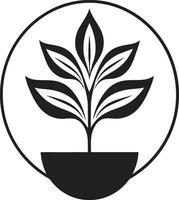 botánico belleza planta logo diseño hojas perennes elegancia emblemático planta icono vector