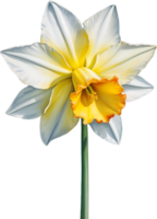 AI generated Watercolor Narcissus flower. AI-Generated. png