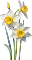 AI generated Watercolor Narcissus flower. AI-Generated. png