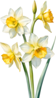 AI generated Watercolor Narcissus flower. AI-Generated. png