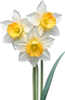 AI generated Watercolor Narcissus flower. AI-Generated. png