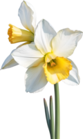 AI generated Watercolor Narcissus flower. AI-Generated. png