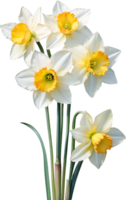 ai généré aquarelle narcisse fleur. ai-généré. png