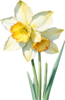 ai généré aquarelle narcisse fleur. ai-généré. png