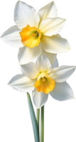 AI generated Watercolor Narcissus flower. AI-Generated. png