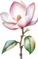 ai gegenereerd waterverf magnolia bloem. ai-gegenereerd. png