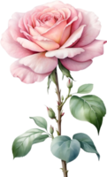 AI generated Watercolor Chinese Rose flower. AI-Generated. png