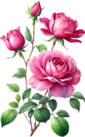 AI generated Watercolor Chinese Rose flower. AI-Generated. png