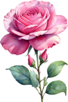 AI generated Watercolor Chinese Rose flower. AI-Generated. png