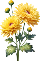 AI generated Watercolor Chrysanthemum flower. AI-Generated. png