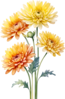 AI generated Watercolor Chrysanthemum flower. AI-Generated. png