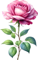 AI generated Watercolor Chinese Rose flower. AI-Generated. png