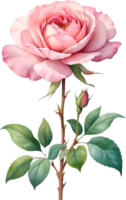 AI generated Watercolor Chinese Rose flower. AI-Generated. png