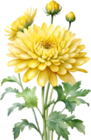 AI generated Watercolor Chrysanthemum flower. AI-Generated. png
