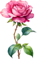 AI generated Watercolor Chinese Rose flower. AI-Generated. png