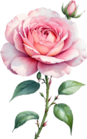 AI generated Watercolor Chinese Rose flower. AI-Generated. png