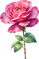 AI generated Watercolor Chinese Rose flower. AI-Generated. png