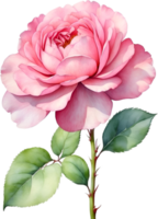 AI generated Watercolor Chinese Rose flower. AI-Generated. png