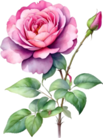 AI generated Watercolor Chinese Rose flower. AI-Generated. png