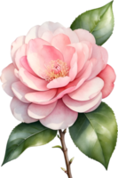 AI generated Watercolor Camellia flower. AI-Generated. png