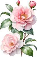 AI generated Watercolor Camellia flower. AI-Generated. png