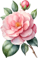 AI generated Watercolor Camellia flower. AI-Generated. png