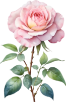 AI generated Watercolor Chinese Rose flower. AI-Generated. png