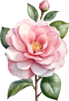 AI generated Watercolor Camellia flower. AI-Generated. png