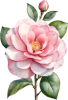 ai generado acuarela camelia flor. ai-generado. png