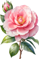 AI generated Watercolor Camellia flower. AI-Generated. png