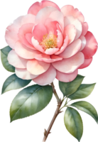 AI generated Watercolor Camellia flower. AI-Generated. png