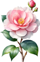 AI generated Watercolor Camellia flower. AI-Generated. png