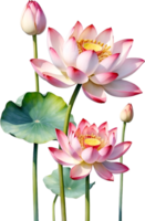 AI generated Watercolor Lotus flower. AI-Generated. png
