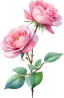 AI generated Watercolor Chinese Rose flower. AI-Generated. png